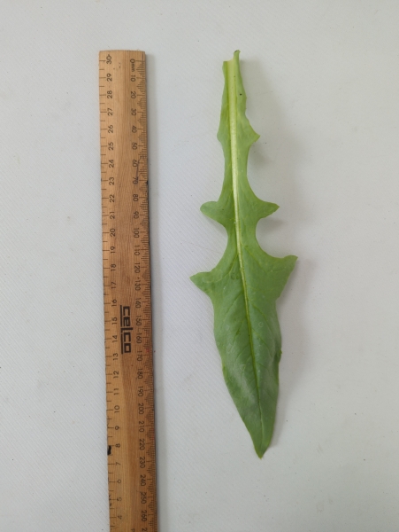 Leaf of the Timor Lettuce