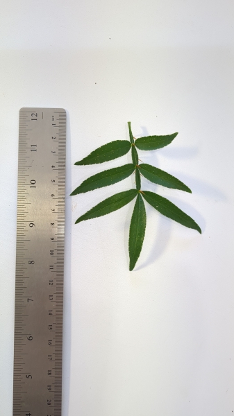 Leaf of the Timut Pepper