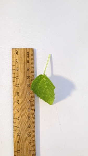Leaf of the Tomatillo