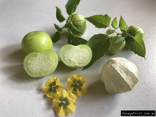 Tomatillo Fruits with yellow flowers and green leaves. The fruit is cut into 2 pieces revealing the flesh. Also the pods are shown on the front right of the picutre