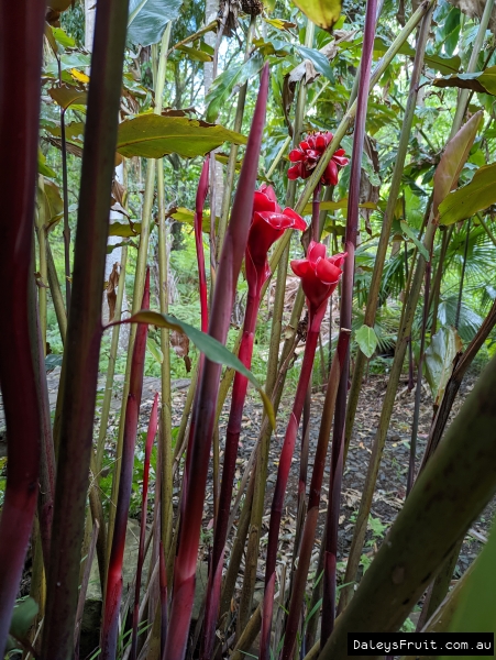A tall clumping ginger with the most exquisite flavoured flowers