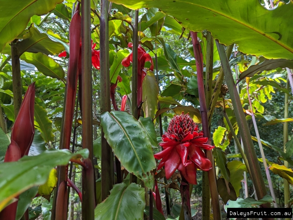 A gorgeous edible ginger, the flowers are amazing
