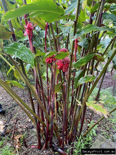 It will captivate your senses and transform your dishes.. grow this one if you can.