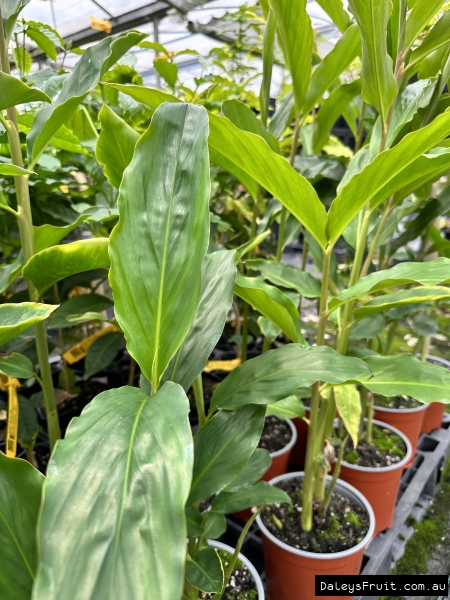 Potted torch ginger Thai pink plants ready to send.