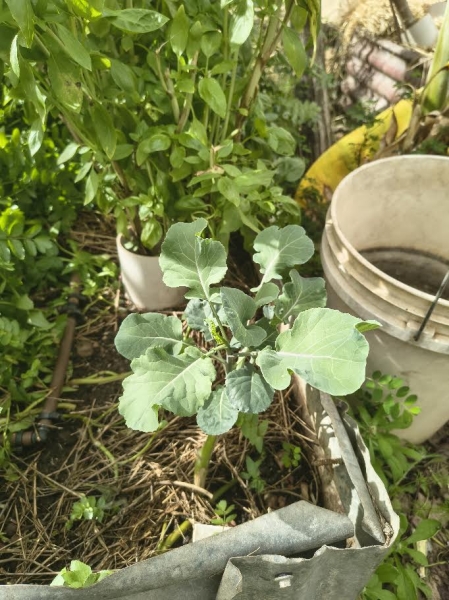 Tree Collard Growing in a garden bed with great organic matter