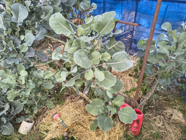 Full sized Tree Collard