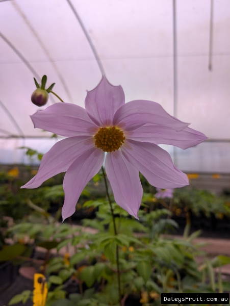 Pretty Pink Flower in polyhouse, big flower from a small plant