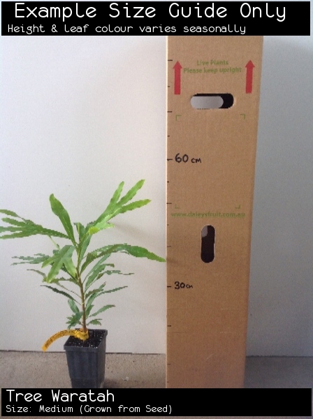Tree Waratah For Sale (Size: Medium) (Grown from Seed)