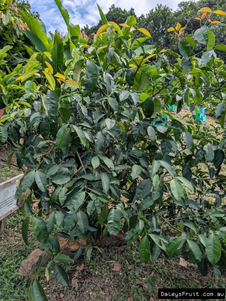 Tangosteen tree showing dense compact habit