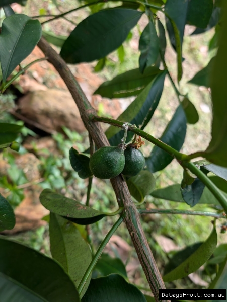 Tangosteen fruit developing on young branches