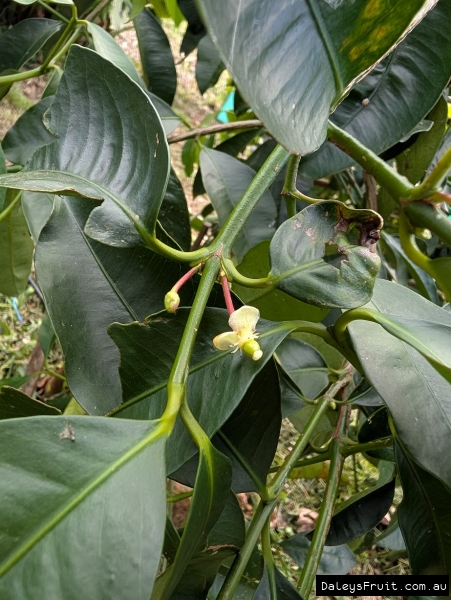 Tangosteen flower against deep green waxy leaves