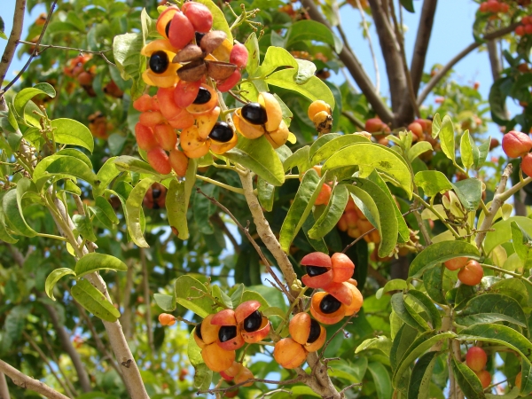 Harpullia pendula Tulipwood flowering and seeds