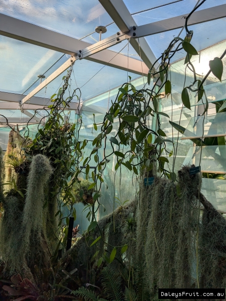 Vanilla in Adelaide Botanic Gardens