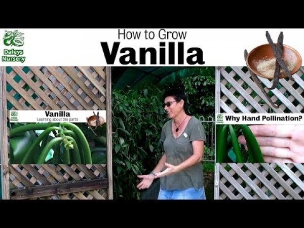 How to Grow Vanilla Plants
