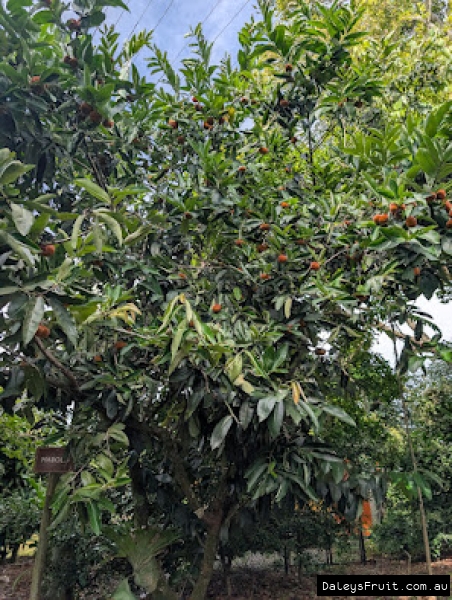 Mature tree planted by pathway loaded with orange fruit