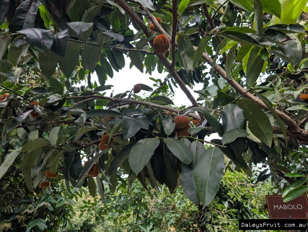 Unripe Velvet Apple fruit on branches