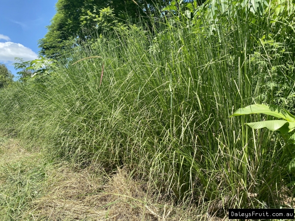 Retaining bank of Vetiver Grass at Kyogle at Andres place