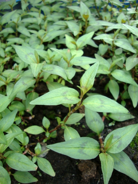 Vietnamese Mint Persicaria odorata