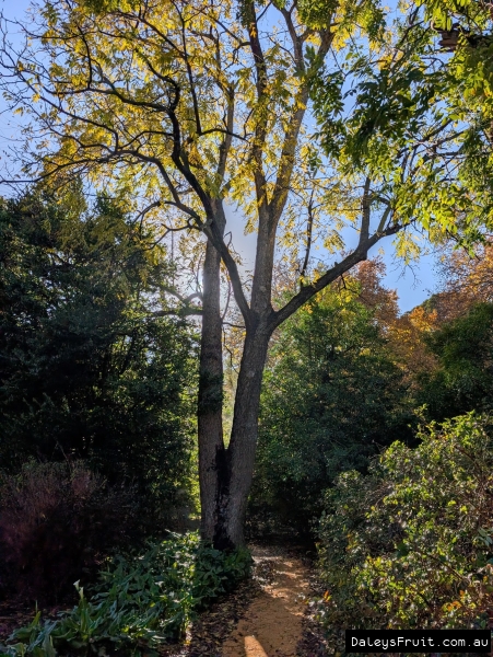 Mature Walnut in in Adelaide Botanic Gardens