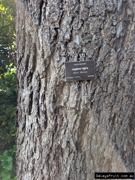 ID tag against mature bark in Adelaide Botanic Gardens