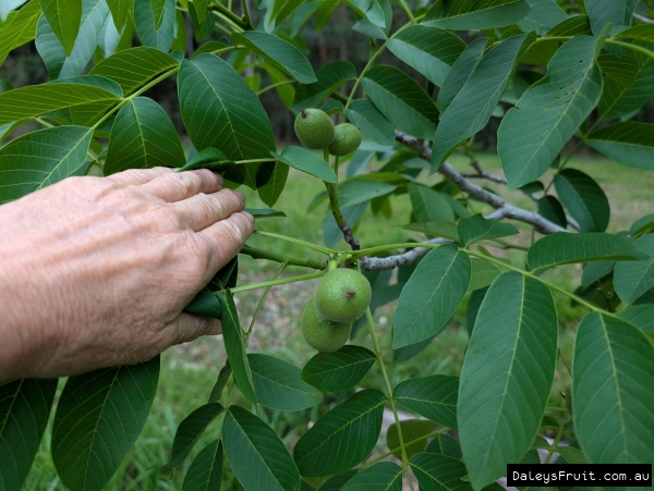 Placentia Walnuts growing in late spring in Kyogle NSW