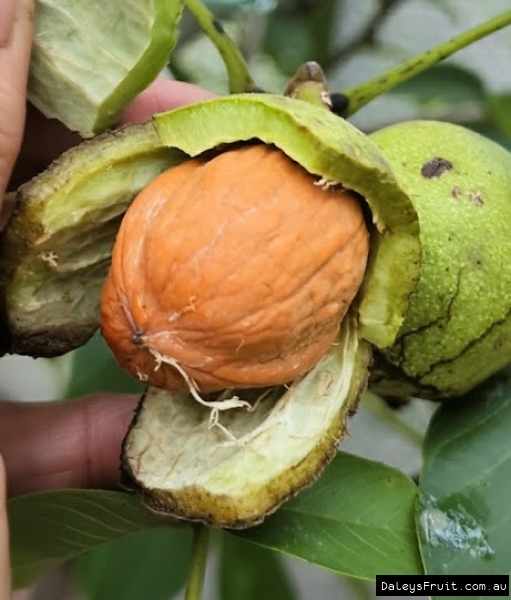 Placentia Walnut with broken green husk showing developing nut within