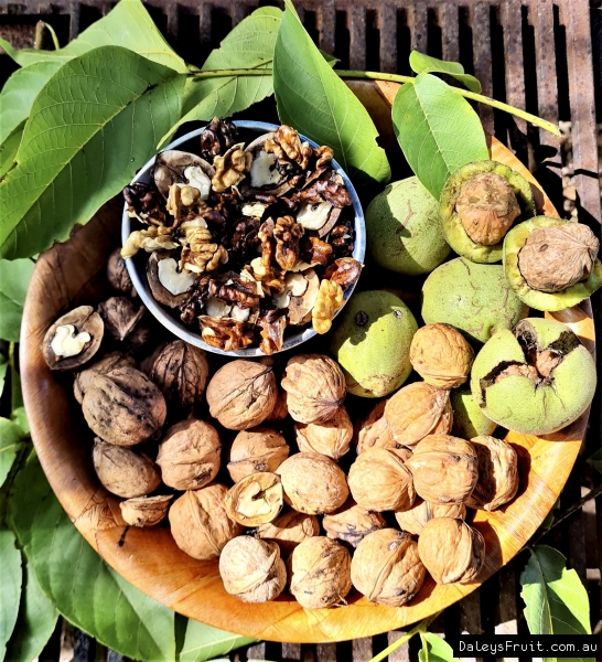 Walnut Placentia showing the nuts kernal, shell and the outer casing and foliage. Grown By Carla