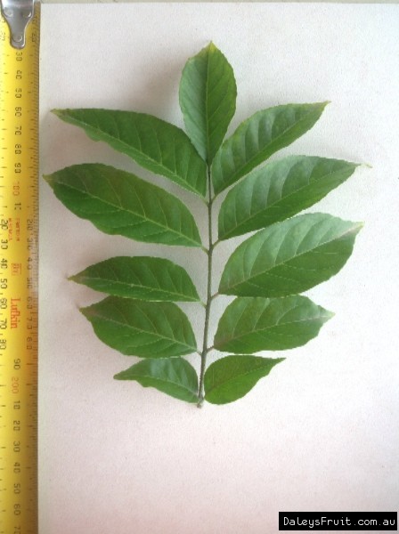 Leaf of the Wampee Guy Sam