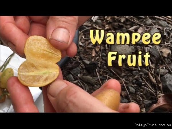 Grafted Wampee Fruit Tree