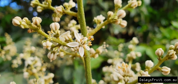 A wampee in flower in Spring