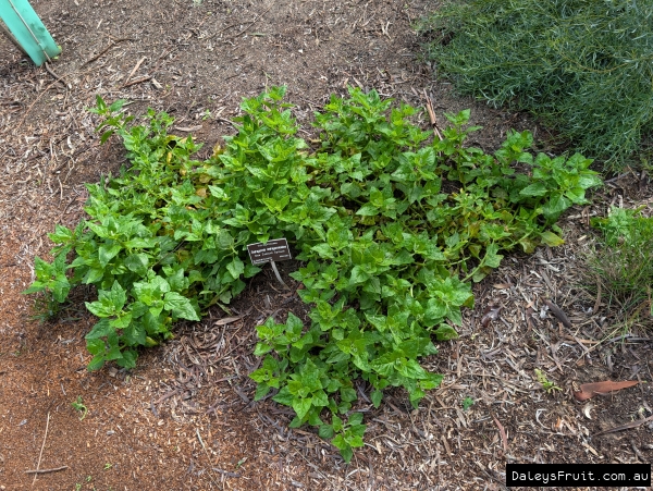 Vibrant growth in Adelaide winter