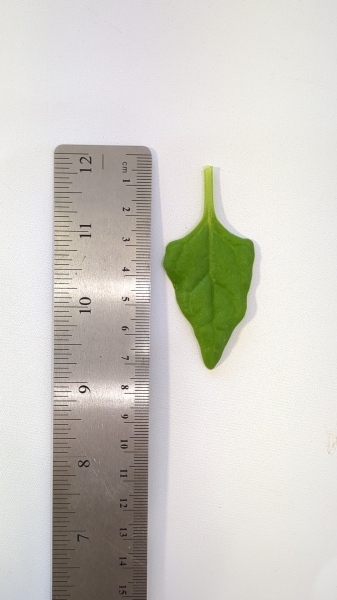 Leaf of the Warrigal Greens - Native Spinach