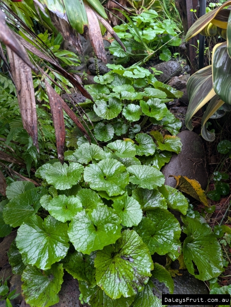Buy Wasabi Plants - Eutrema japonicum