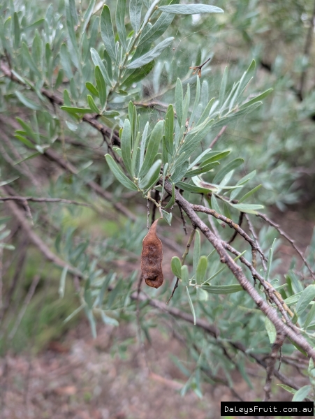 Seed pod ready for harvest on Bramble Wattle
