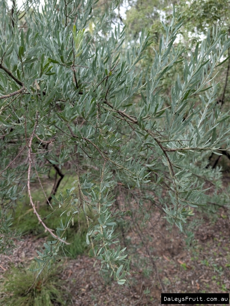 Up close view of new growth on Acacia victoriae