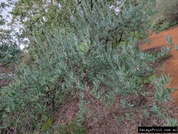 Acacia victoriae growth