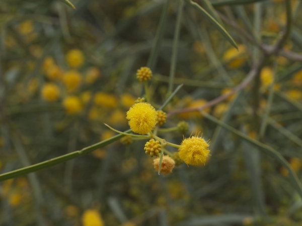 Bramble wattle - Acacia victoriae