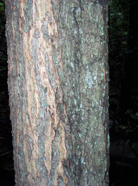 Trunk of Acacia elata, Springwood NSW. This tree around 20 metres tall