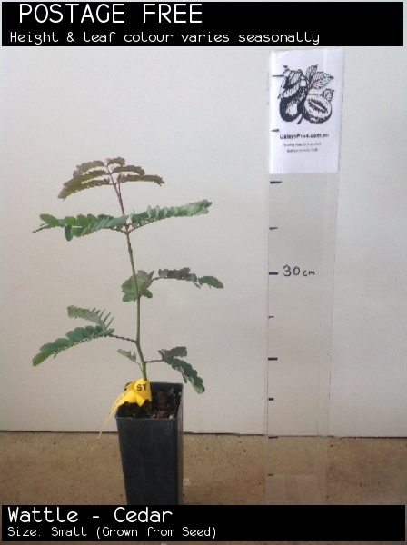 Wattle - Cedar For Sale (Size: Small) (Grown from Seed)
