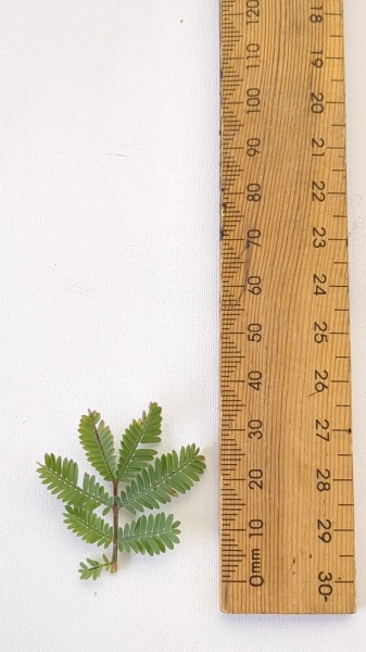 Leaf of the Wattle - Cootamundra Purple