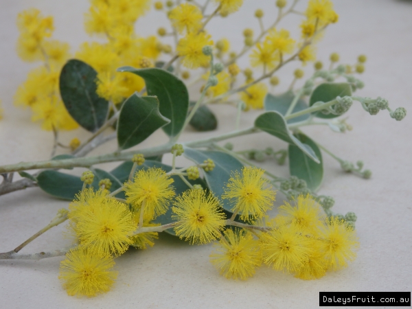 Queensland Silver Wattle