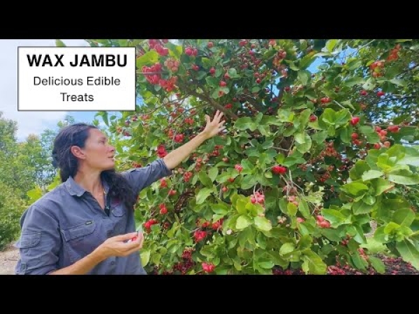 Growing Wax Jambu Fruit Trees