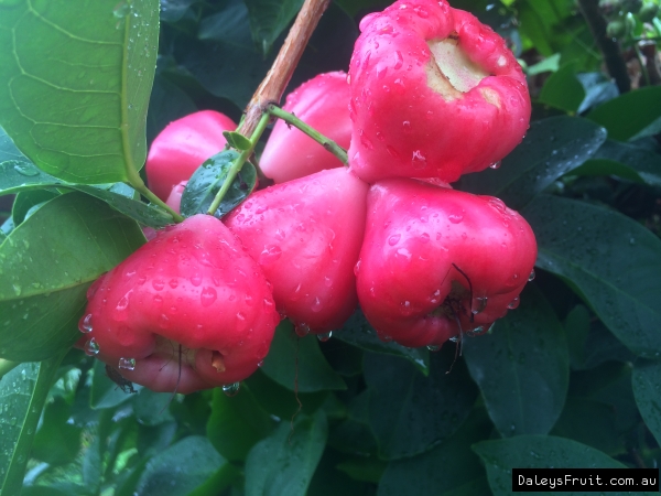 Wax Jambu Fruiting on the Wax Jambu Fruit Tree