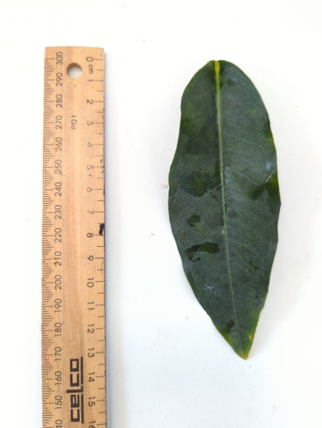 Leaf of the Wax Jambu - Purple