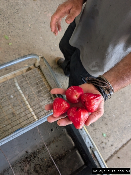 Handful of bright Red wax Jambu from nursery stock