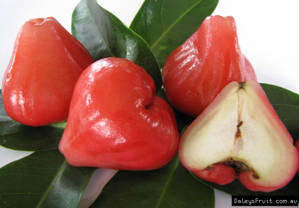 Wax Jambu - red