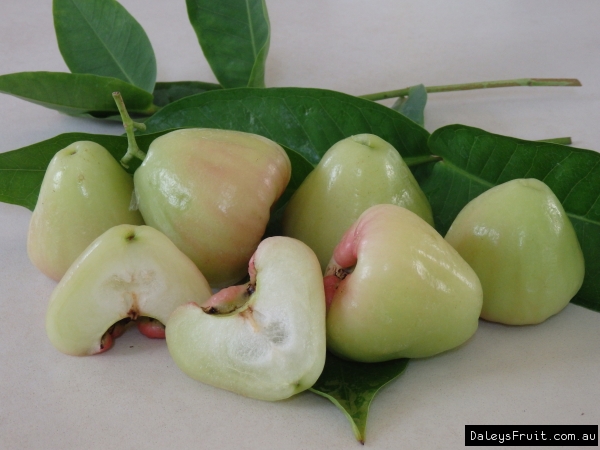 White Wax Jambu