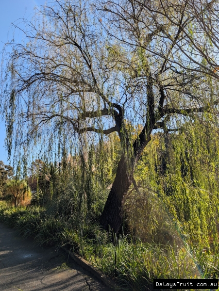 Pathside willow in Adelaide botanic gardens