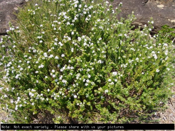 Westringia fruticosa