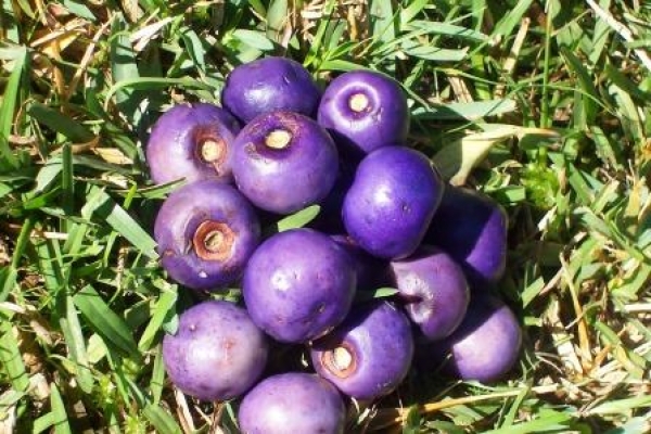 White Beech Fruit